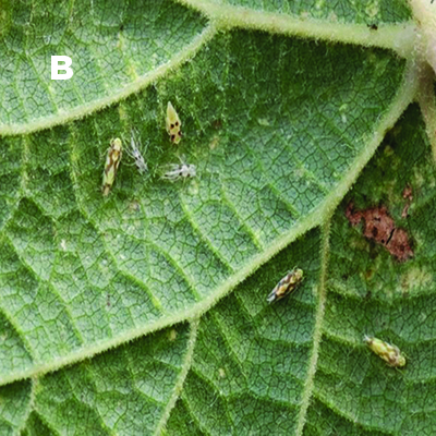 Fig. 02B: Photograph of adult and nymph leafhoppers feeding on the underside of a leaf.